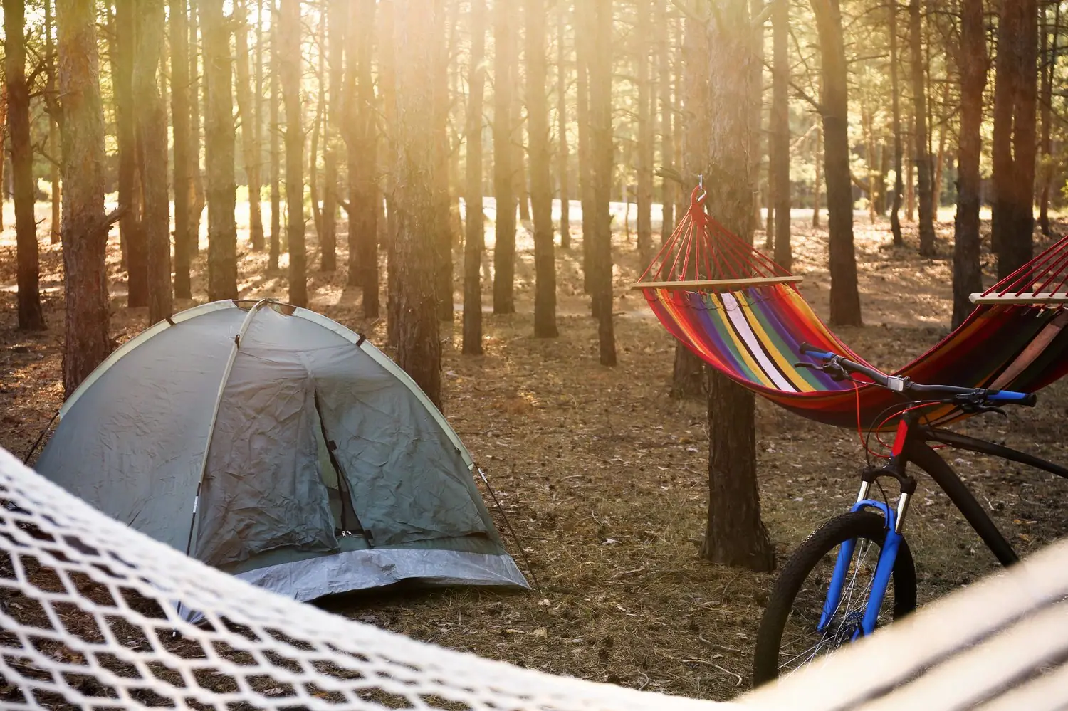 Jak zaplanować weekend w gdańskich lasach: atrakcje i noclegi